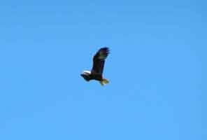 Eagle in Flight, Rogue River, Oregon