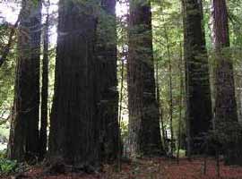 Humboldt Redwoods Grove