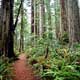 Redwoods Vacation